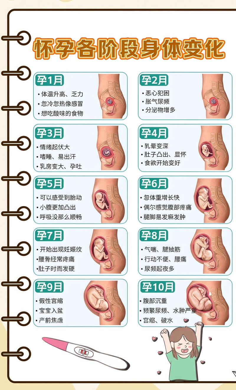 揭秘供卵代孕妈妈怀孕小腹分两节，孕期变化的奥秘朔州代生机构: